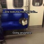 Funny Cat Memes