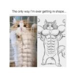 Funny Cat Memes