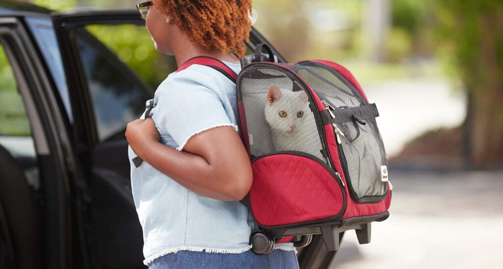 How to Travel With a Cat in a Car: A Comprehensive Guide