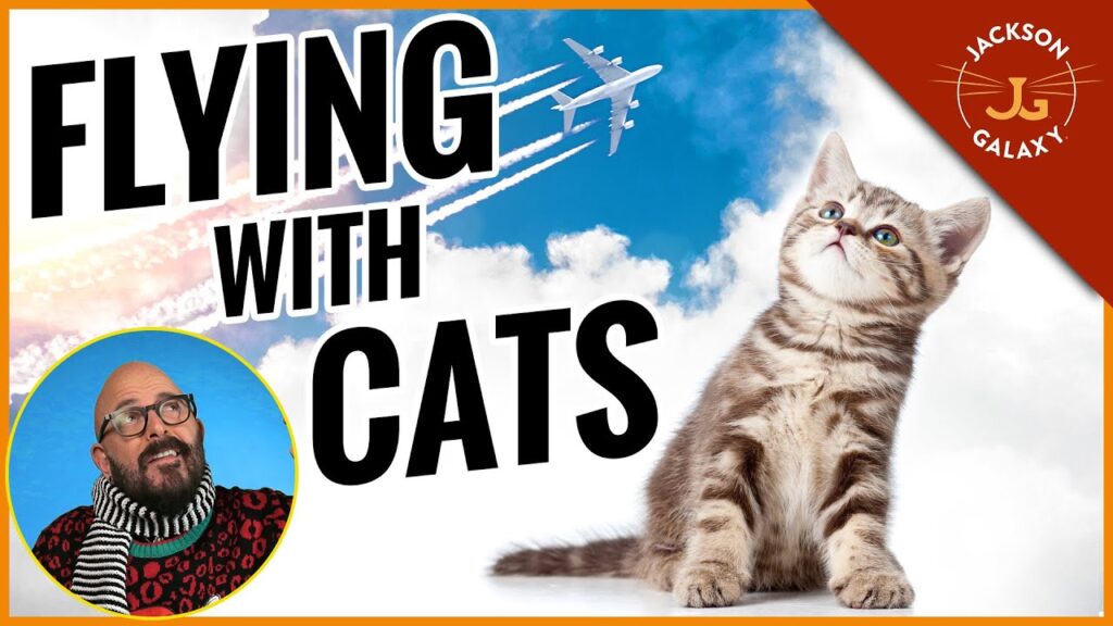 The Best Tips for Flying with Cats