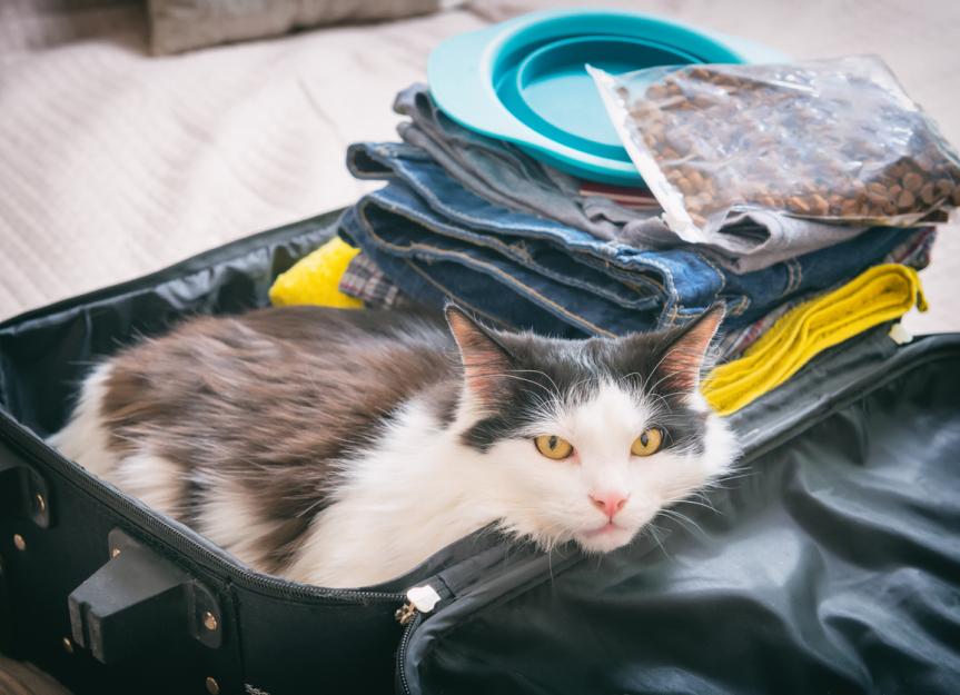 8 Tips For Traveling with a Cat