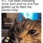 Funny Cat Memes