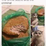 Funny Cat Memes