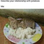 Funny Cat Memes