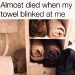 Funny Cat Memes