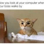 Funny Cat Memes