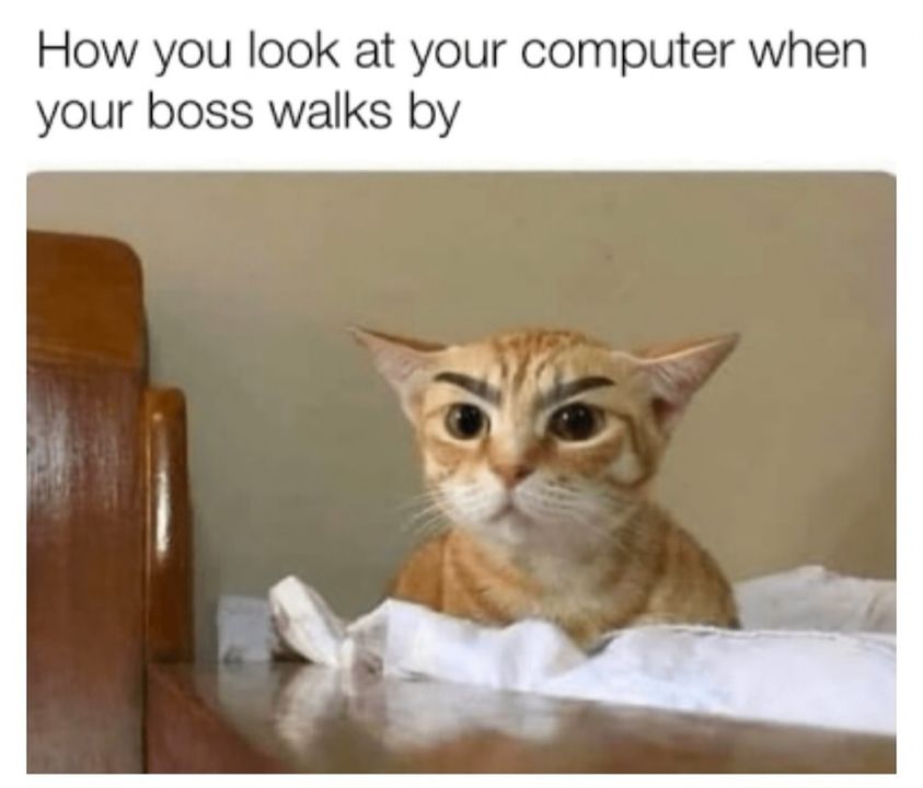 Funny Cat Memes