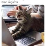 Funny Cat Memes