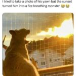 Funny Cat Memes