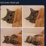 Funny Cat Memes