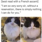 Funny Cat Memes