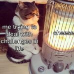 Funny Cat Memes