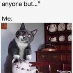 Funny Cat Memes