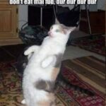 Funny Cat Memes