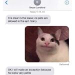 Funny Cat Memes