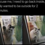 Funny Cat Memes