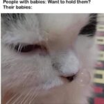 Funny Cat Memes