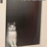 Funny Cat Memes