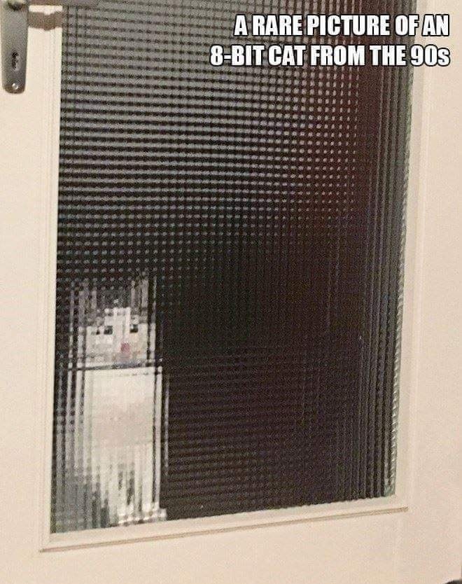 Funny Cat Memes