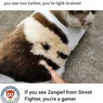 Funny Cat Memes