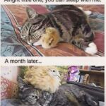 Funny Cat Memes