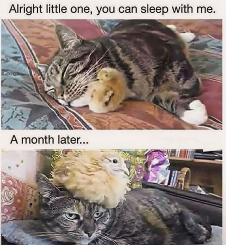 Funny Cat Memes