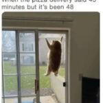 Funny Cat Memes