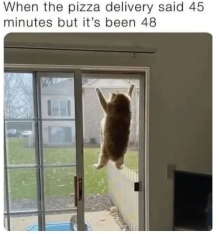 Funny Cat Memes