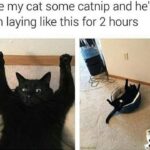 Funny Cat Memes