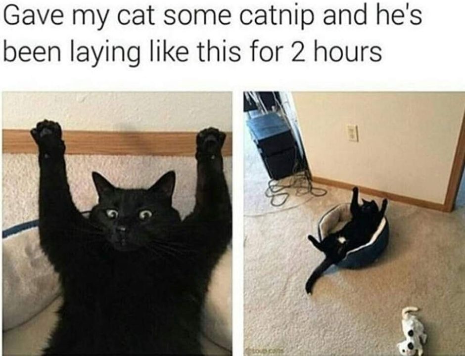 Funny Cat Memes