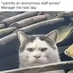 Funny Cat Memes