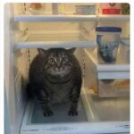 Funny Cat Memes