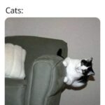 Funny Cat Memes