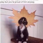 Funny Cat Memes