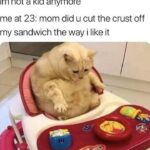 Funny Cat Memes