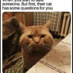 Funny Cat Memes