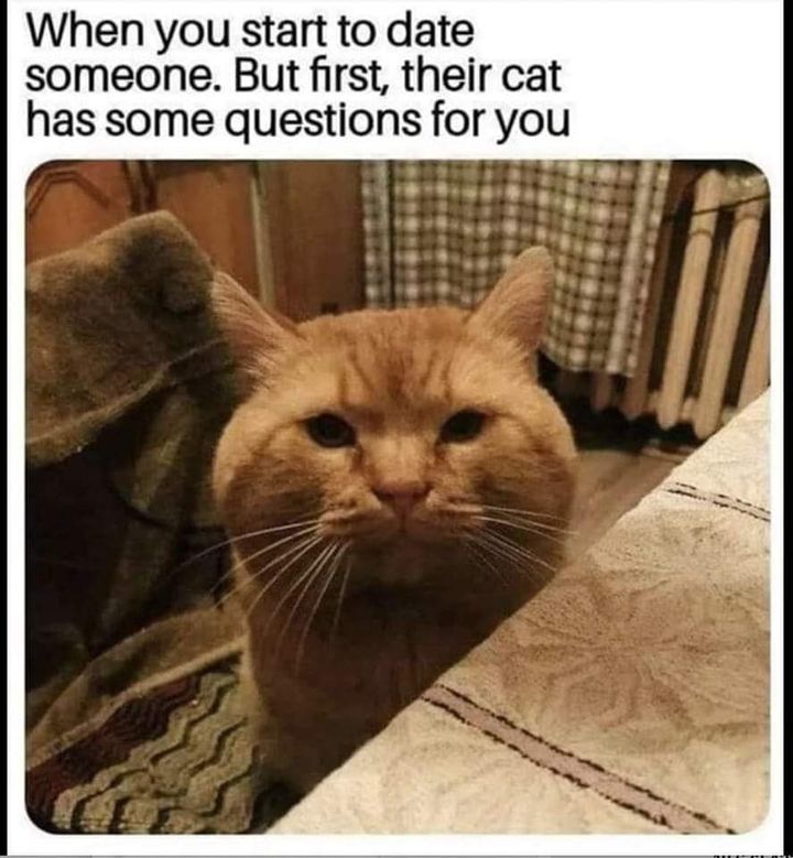 Funny Cat Memes