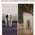 Funny Cat Memes