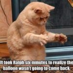 Funny Cat Memes