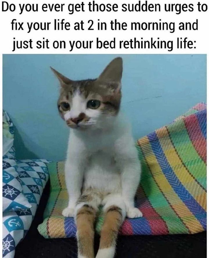 Funny Cat Memes