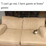 Funny Cat Memes