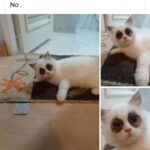 Funny Cat Memes