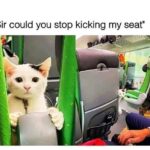 Funny Cat Memes