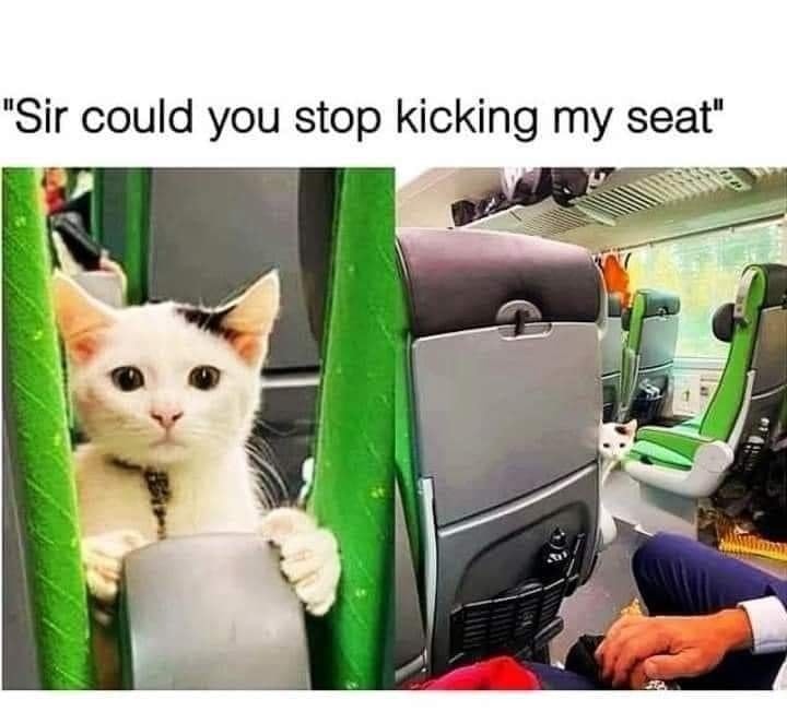 Funny Cat Memes