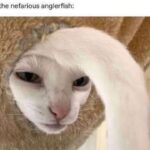 Funny Cat Memes