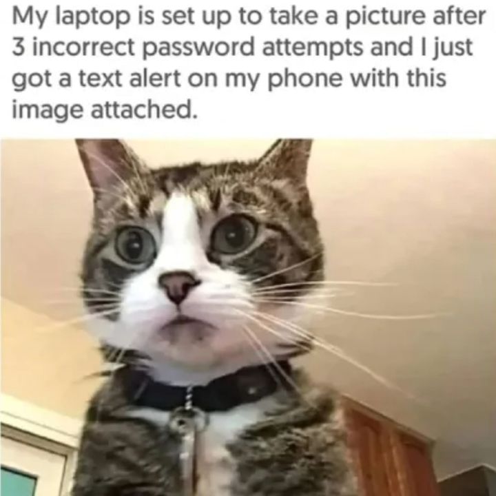 Funny Cat Memes