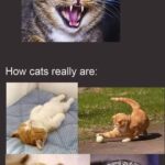 Funny Cat Memes