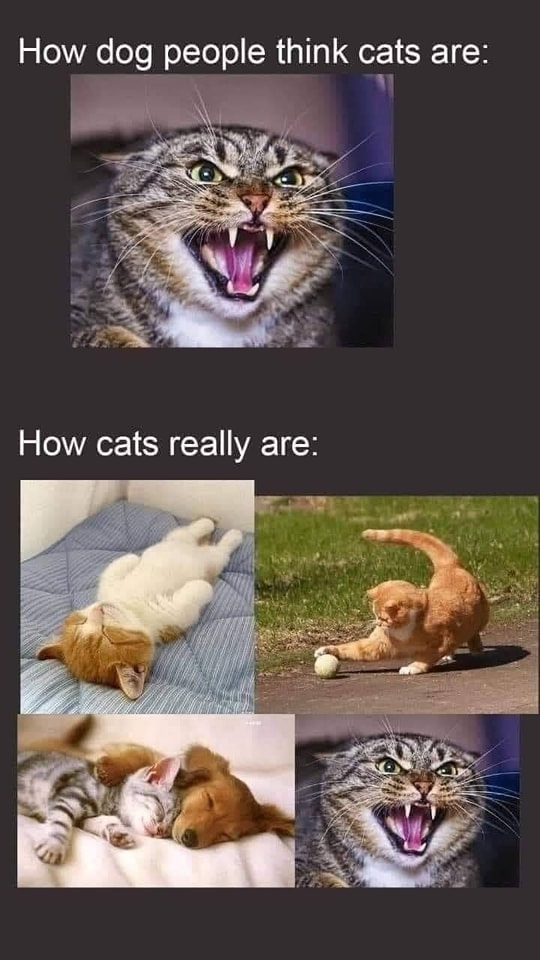 Funny Cat Memes