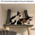 Funny Cat Memes