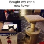 Funny Cat Memes